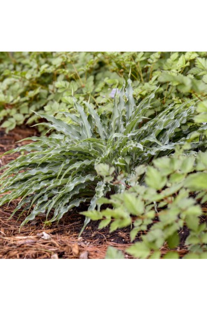 Hosta ’Silly String’ у ландшафті